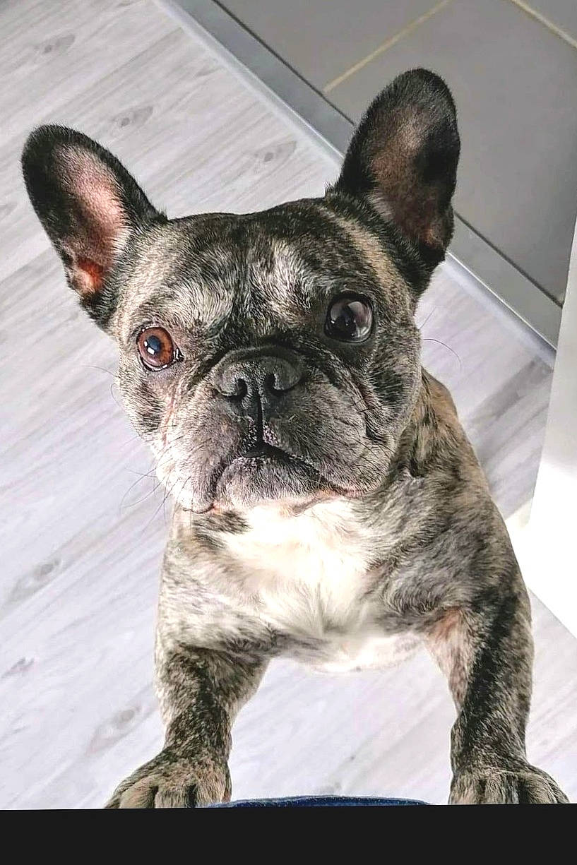 Jade a rejoint le concours — aidez-le/la à gagner de superbes lots ! bulldog, canidae, carnivore, collar, comfort, companion_dog, dog, dog_breed, dog_collar, ear, eye, fawn, french_bulldog, human_body, snout, sporting_group, terrestrial_animal, whiskers, working_animal, wrinkle