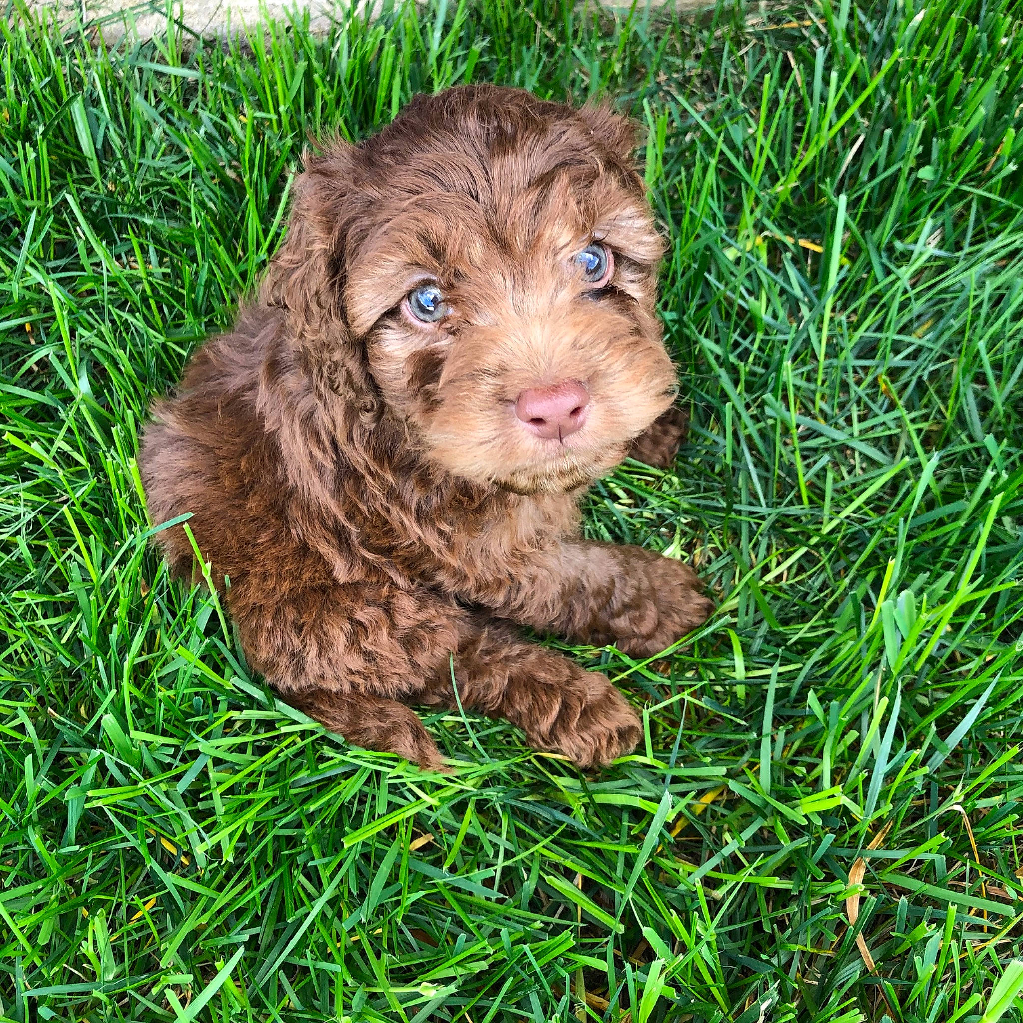 Kylo is registered to the contest to win money with this photo: american_cocker_spaniel, bolonka, canidae, carnivore, cockapoo, cocker_spaniel, dog, dog_breed, english_cocker_spaniel, grass, labradoodle, liver, mammal, puppy, schnoodle, spanish_water_dog, sporting_group, vertebrate