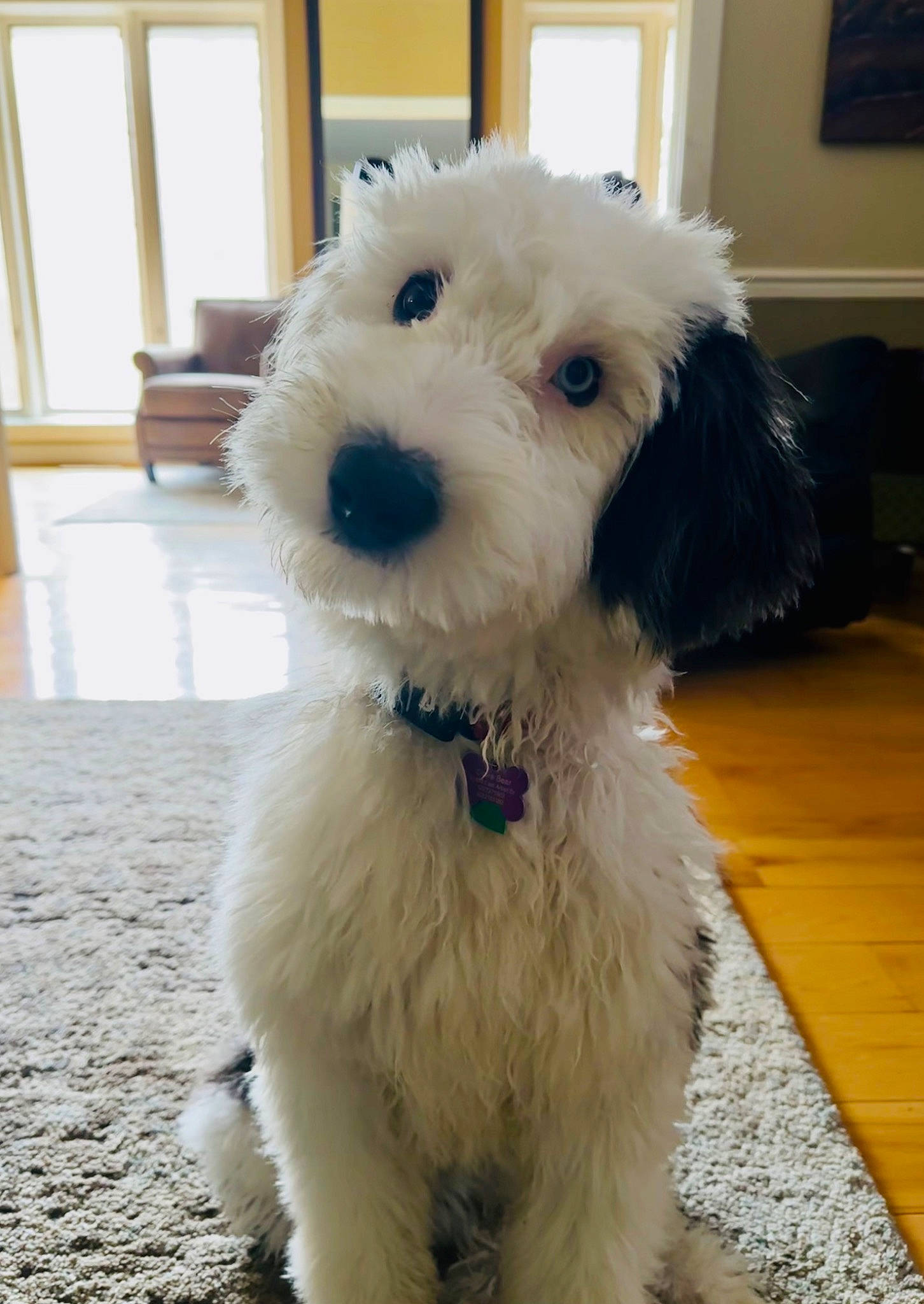 Claire Bear is registered to the contest to win money with this photo: carnivore, collar, companion_dog, dog, dog_breed, dog_clothes, dog_collar, dog_supply, flooring, glasses, picture_frame, small_terrier, snout, sporting_group, sunglasses, terrier, toy, toy_dog, window, working_animal