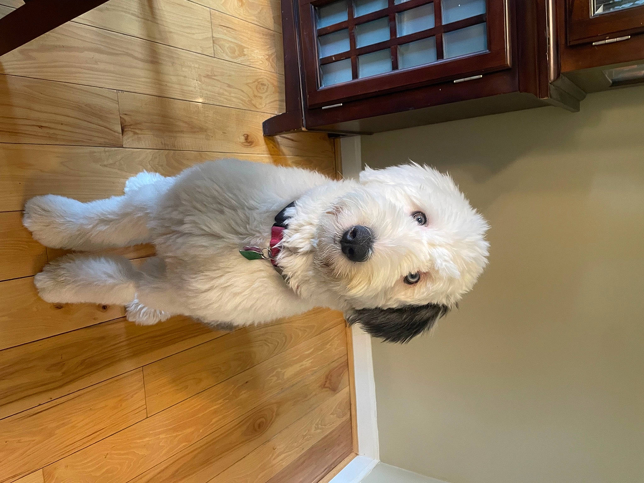 Claire Bear is registered to the contest to win money with this photo: canidae, carnivore, collar, companion_dog, dog, dog_breed, dog_collar, dog_supply, fawn, flooring, hardwood, pet_supply, snout, terrier, toy, toy_dog, window, wood, wood_stain, working_animal