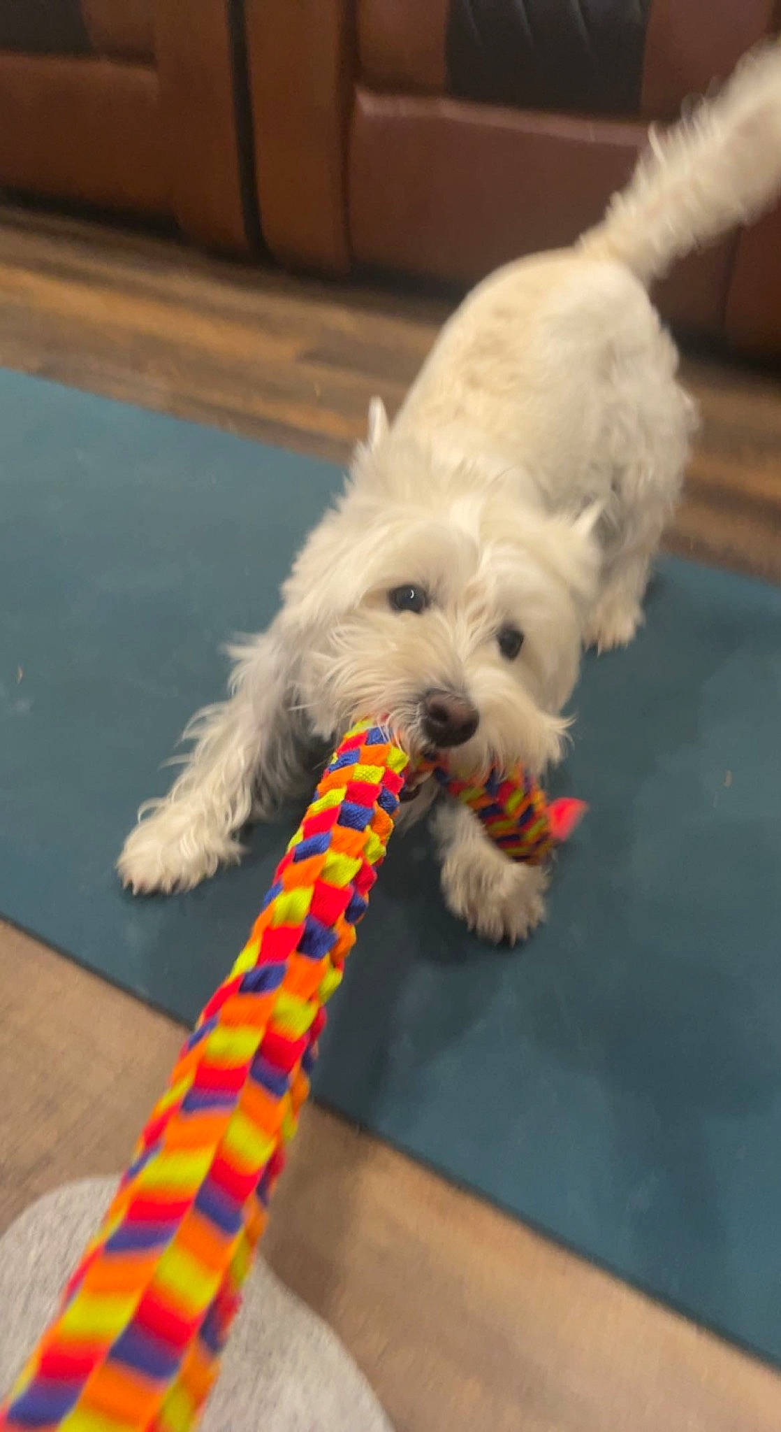 Lilly joined the competition — help win amazing prizes! canidae, carnivore, collar, companion_dog, dog, dog_breed, dog_clothes, dog_collar, dog_supply, flooring, fur, small_terrier, snout, sporting_group, stuffed_toy, tail, terrier, toy, toy_dog, working_animal