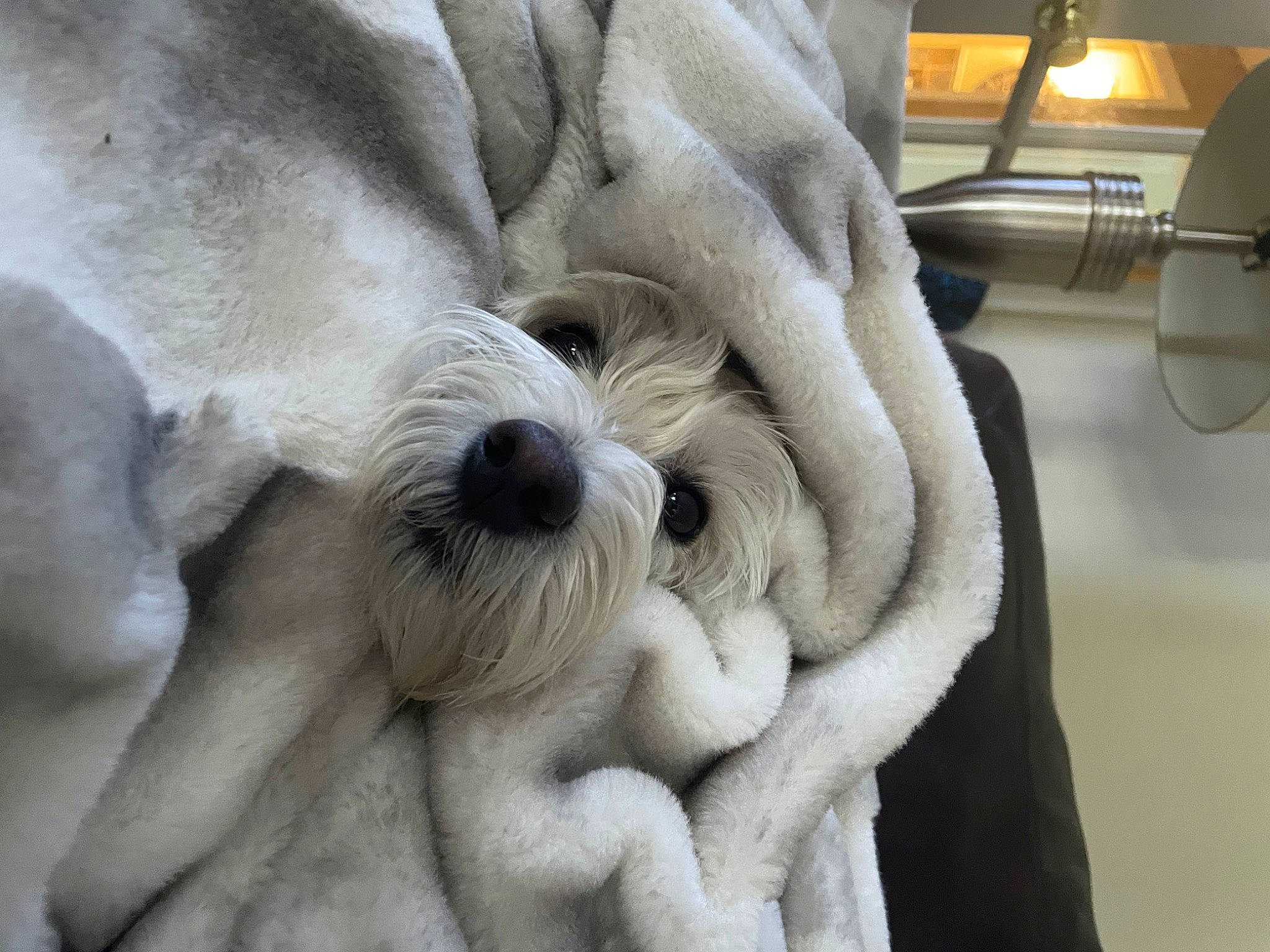 Lilly is registered to the contest to win money with this photo: art, canidae, carnivore, carving, comfort, companion_dog, dog_breed, foot, fur, gesture, non_sporting_group, paw, room, sculpture, snout, sporting_group, statue, terrestrial_animal, working_animal, wrinkle