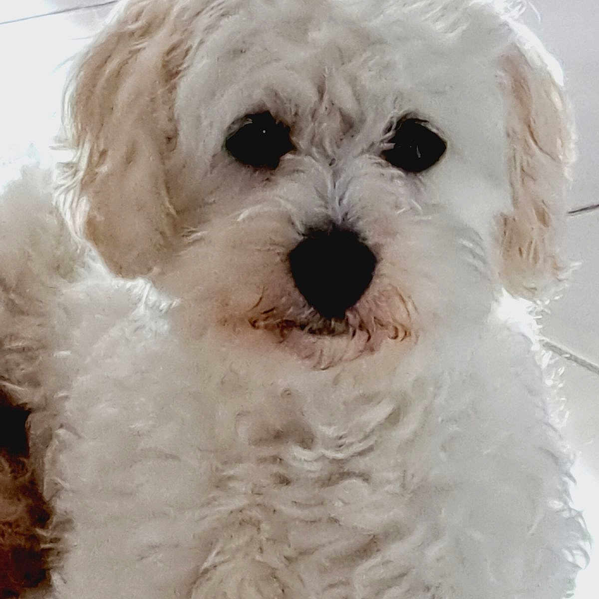 Saphire participe au concours pour gagner de l'argent avec cette photo : adorable, animal, canine, closeup, companion, curly_fur, cute, dog, domestic, face, floor, fluffy, fur, indoor, looking, pet, pet_portrait, portrait, tile, white_dog