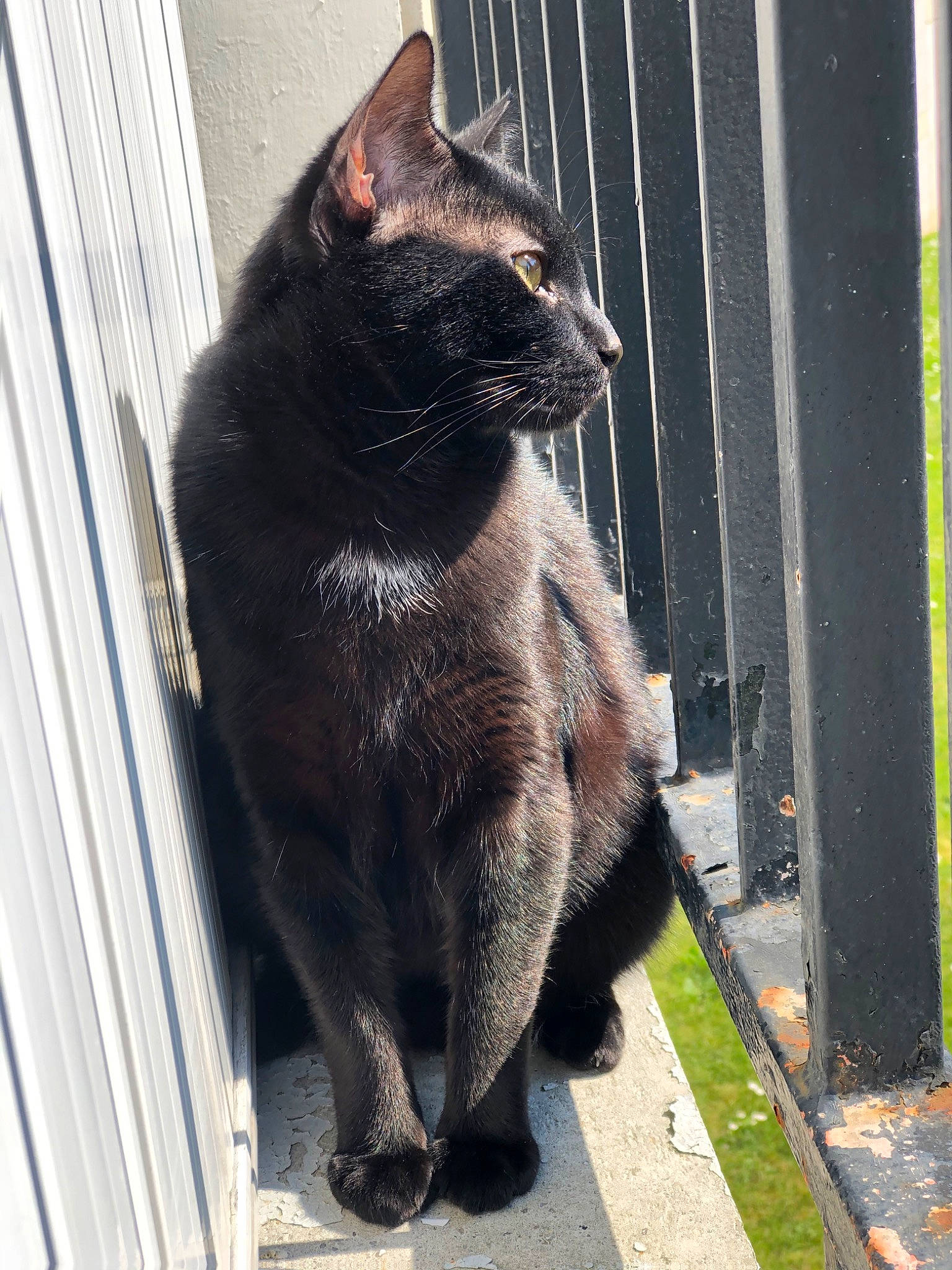 Marley participe au concours pour gagner de l'argent avec cette photo : asian, black_cat, bombay, burmese, carnivore, cat, chartreux, domestic_short_haired_cat, felidae, fur, havana_brown, korat, mammal, small_to_medium_sized_cats, snout, tail, vertebrate, whiskers, window