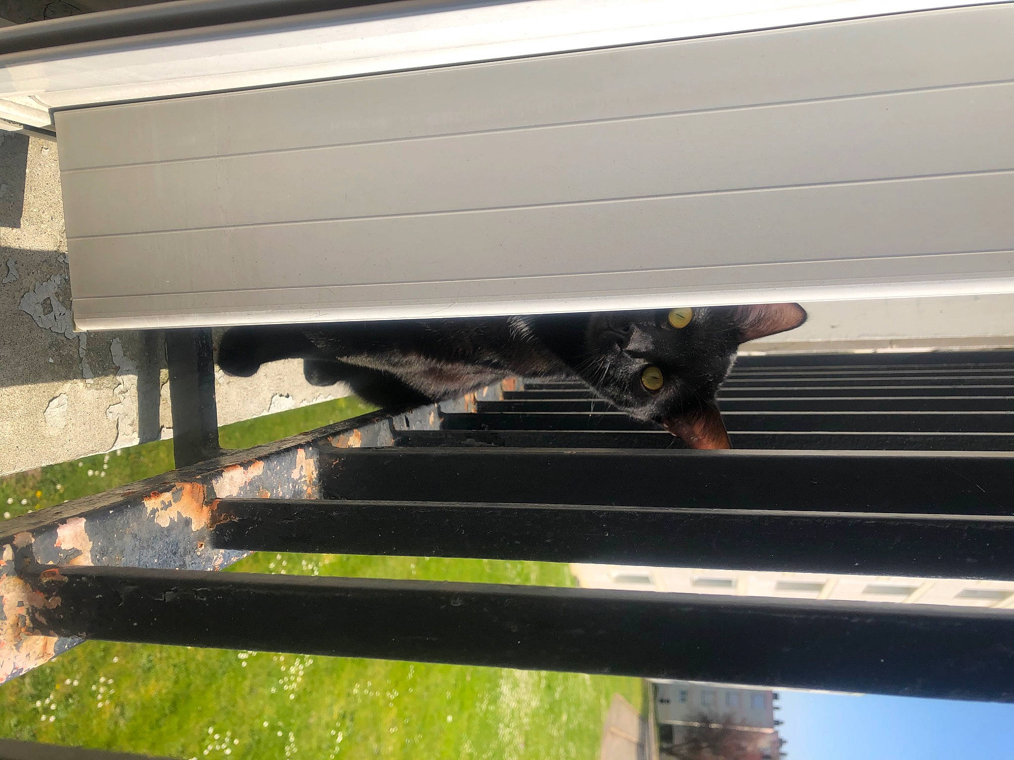 Marley a rejoint le concours — aidez-le/la à gagner de superbes lots ! cat