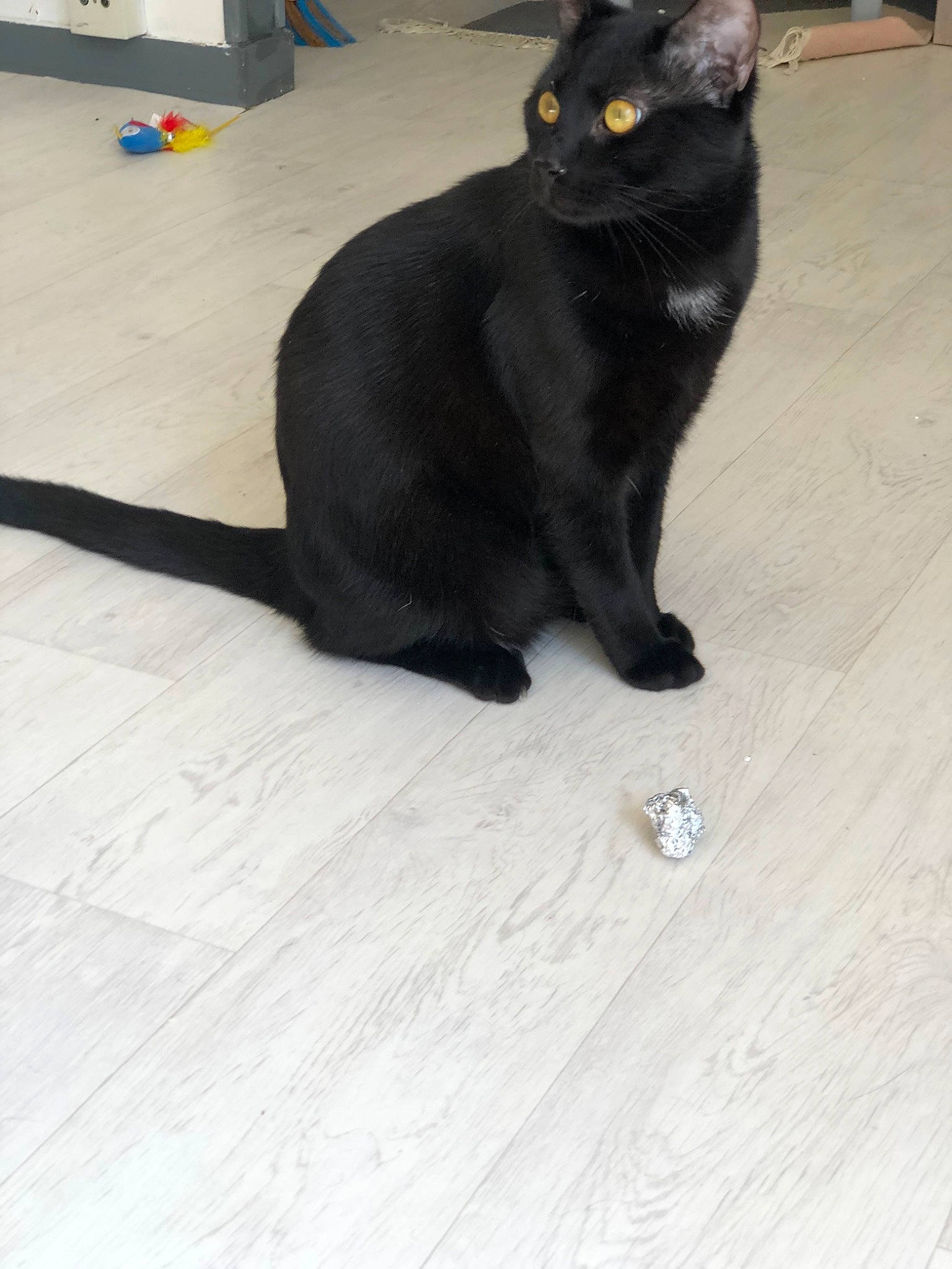 Marley participe au concours pour gagner de l'argent avec cette photo : asian, black, black_cat, bombay, burmese, carnivore, cat, domestic_short_haired_cat, felidae, floor, fur, havana_brown, korat, mammal, paw, small_to_medium_sized_cats, snout, tail, vertebrate, whiskers