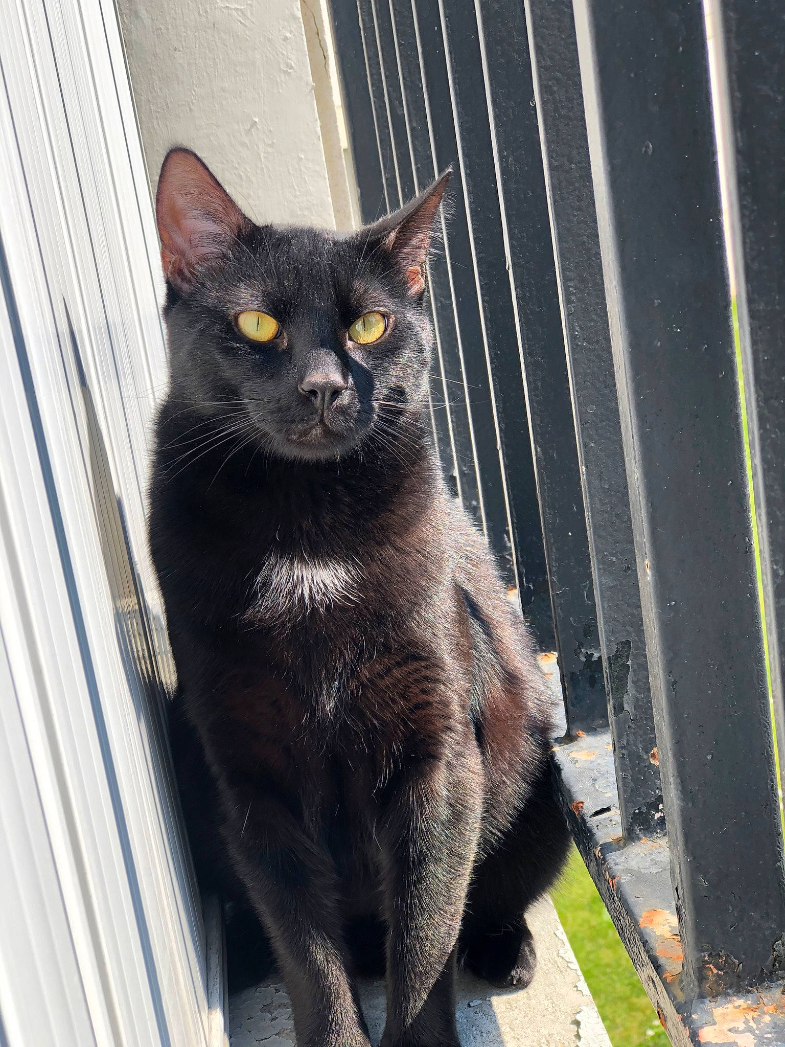 Marley a rejoint le concours — aidez-le/la à gagner de superbes lots ! animal_shelter, asian, black_cat, bombay, british_shorthair, carnivore, cat, chartreux, domestic_short_haired_cat, felidae, korat, mammal, small_to_medium_sized_cats, vertebrate, whiskers