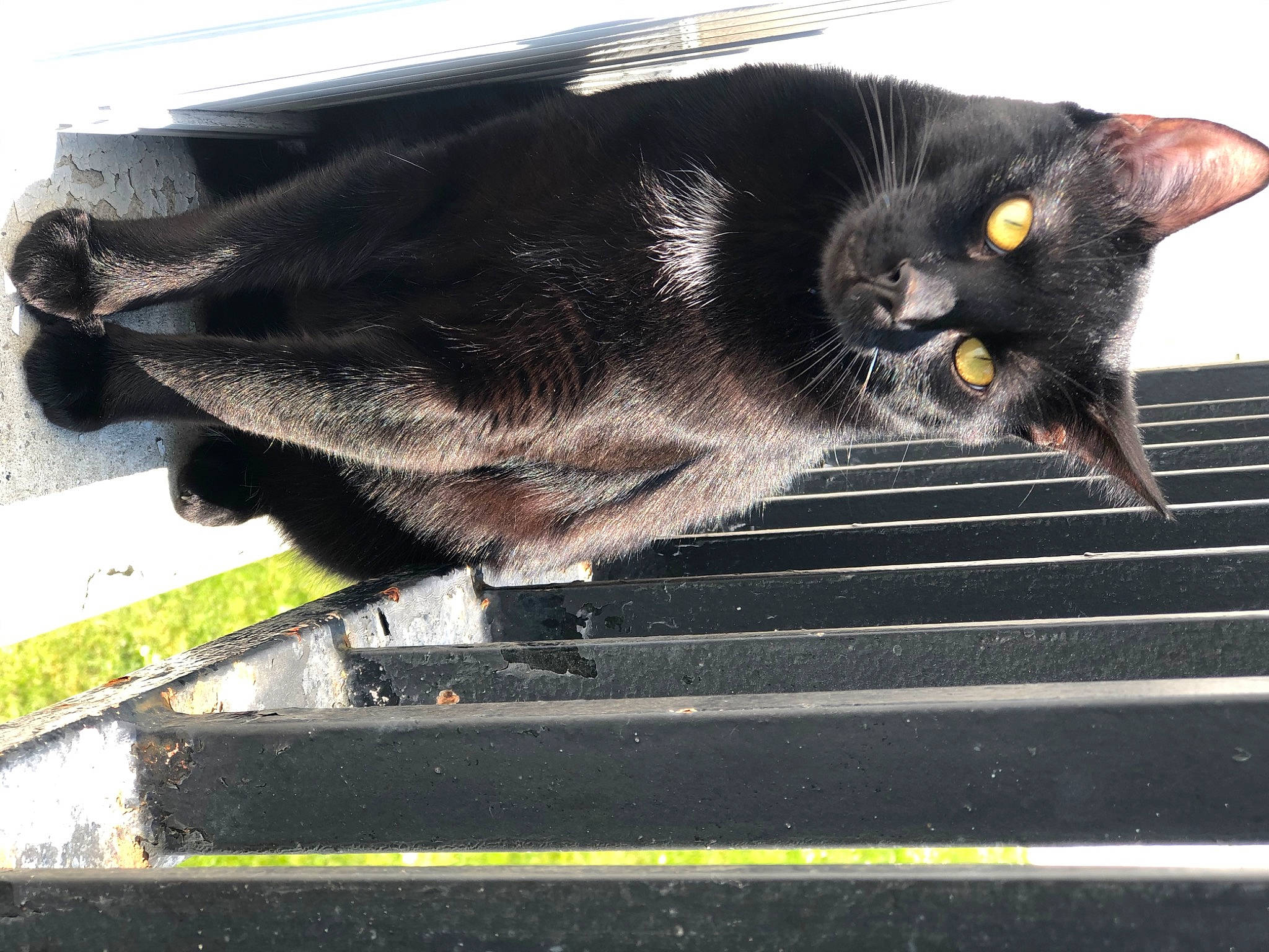 Marley a rejoint le concours — aidez-le/la à gagner de superbes lots ! black_cat, bombay, carnivore, cat, domestic_short_haired_cat, felidae, small_to_medium_sized_cats, snout, tail, whiskers