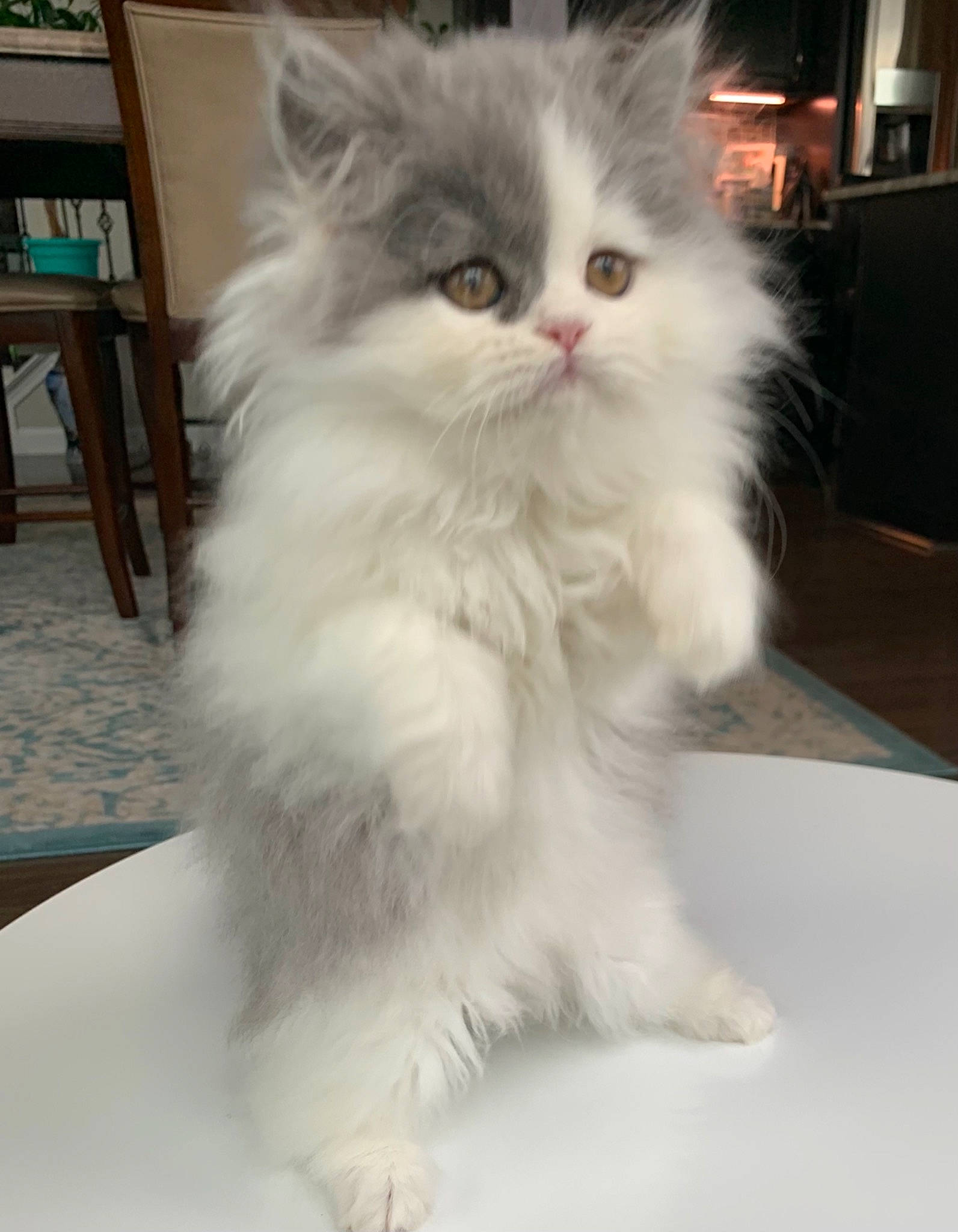 Sky joined the competition — help win amazing prizes! british_longhair, cabinetry, carnivore, cat, domestic_long_haired_cat, felidae, floor, flooring, fur, persian, shelf, small_to_medium_sized_cats, snout, vertebrate, whiskers