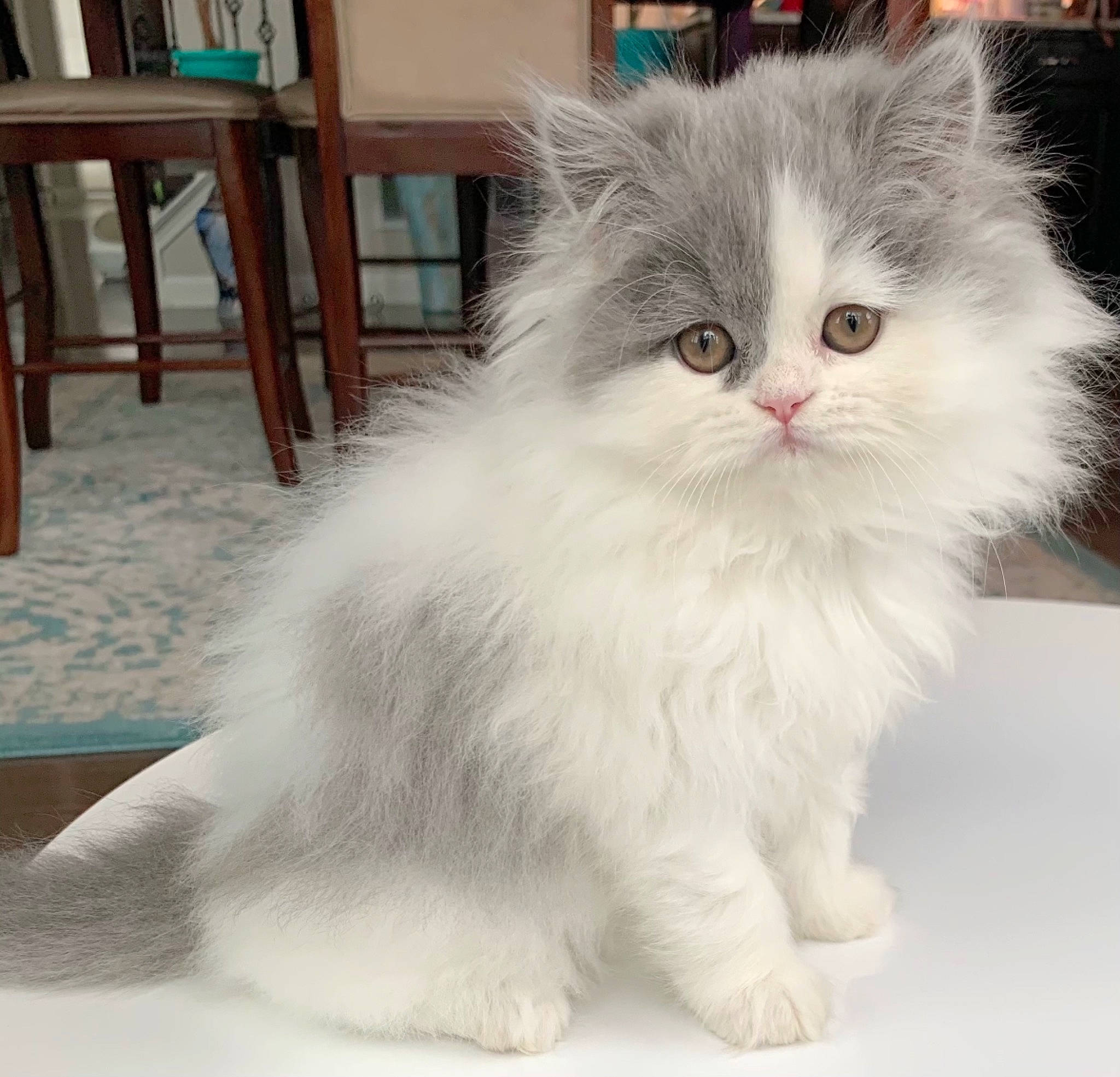Sky joined the competition — help win amazing prizes! british_longhair, british_semi_longhair, carnivore, cat, domestic_long_haired_cat, felidae, fur, iris, persian, ragdoll, small_to_medium_sized_cats, snout, whiskers, wood_stain