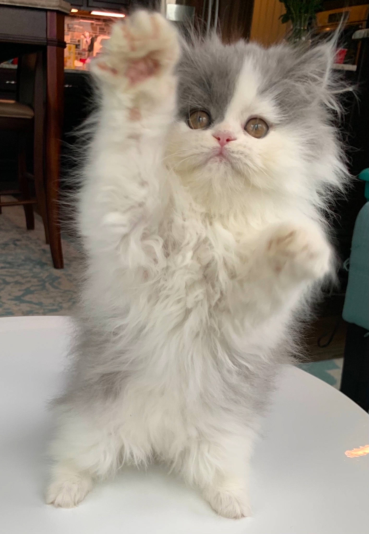 Sky joined the competition — help win amazing prizes! carnivore, cat, domestic_long_haired_cat, felidae, fur, persian, small_to_medium_sized_cats, snout, vertebrate, whiskers