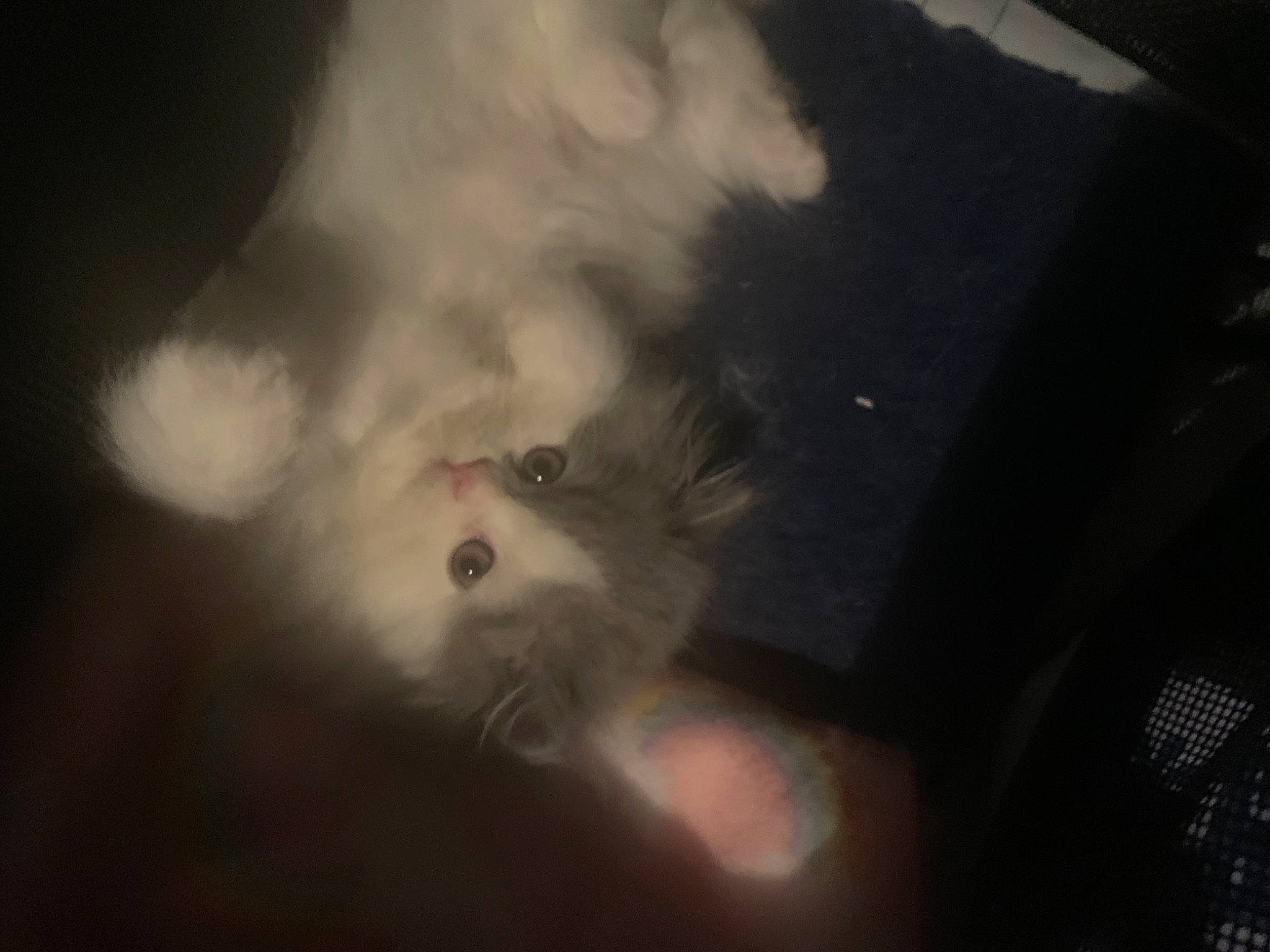 Sky joined the competition — help win amazing prizes! carnivore, cat, felidae, fur, kitten, small_to_medium_sized_cats, snout, whiskers, white