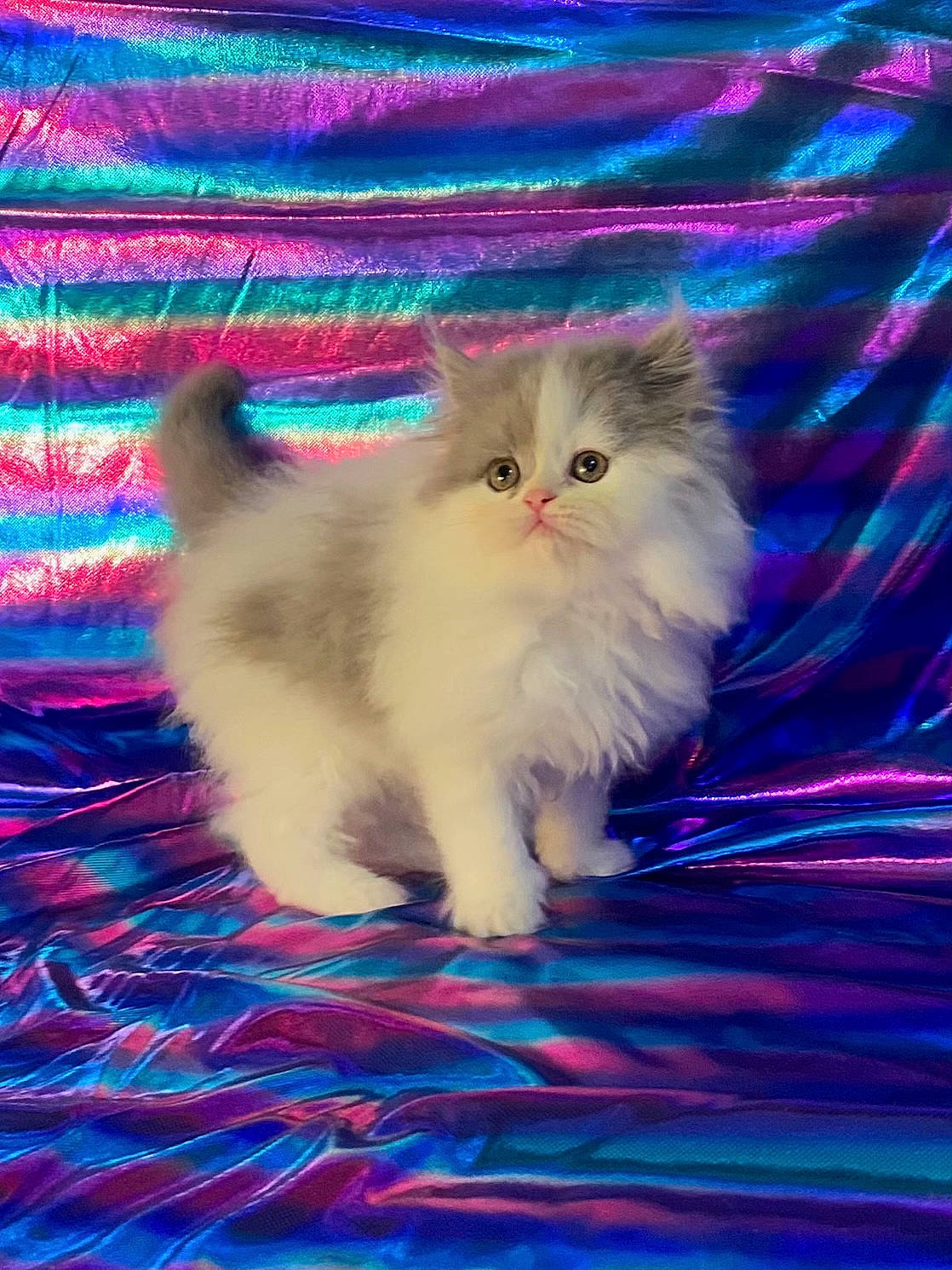 Sky joined the competition — help win amazing prizes! asian_semi_longhair, blue, british_longhair, british_semi_longhair, carnivore, cat, felidae, fur, linens, napoleon_cat, persian, plaid, small_to_medium_sized_cats, snout, textile, whiskers