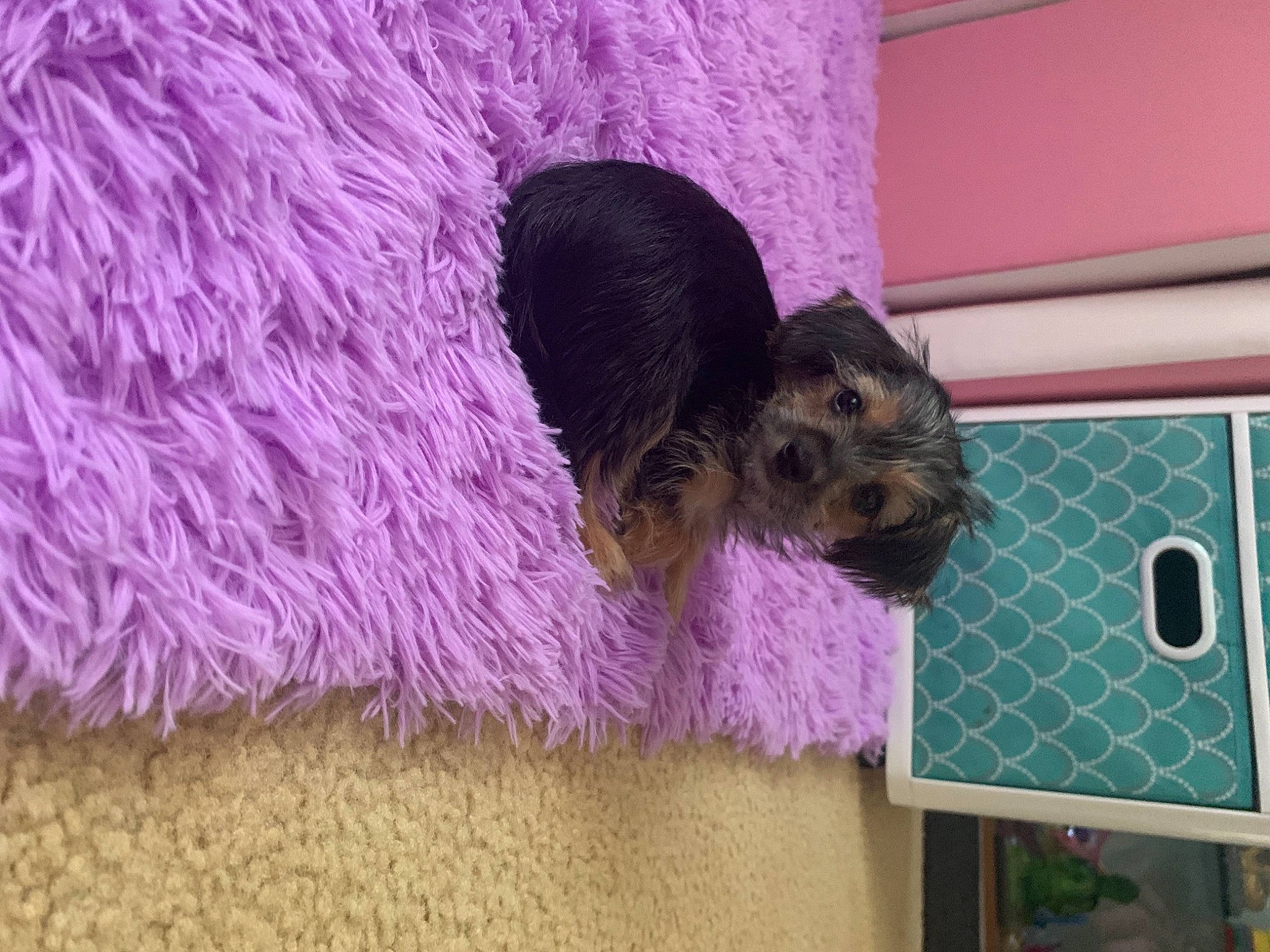 Oreo joined the competition — help win amazing prizes! canidae, carnivore, companion_dog, dog, dog_breed, dog_supply, fur, lavender, magenta, pet_supply, pink, puppy, purple, small_terrier, snout, terrier, toy_dog, vertebrate, violet, working_animal