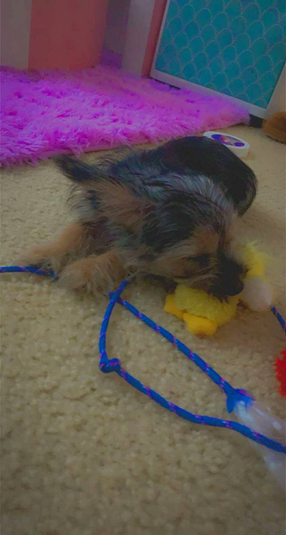 Oreo joined the competition — help win amazing prizes! carnivore, claw, dog, dog_breed, dog_supply, floor, flooring, kitchen_utensil, pet_supply, puppy, purple, violet