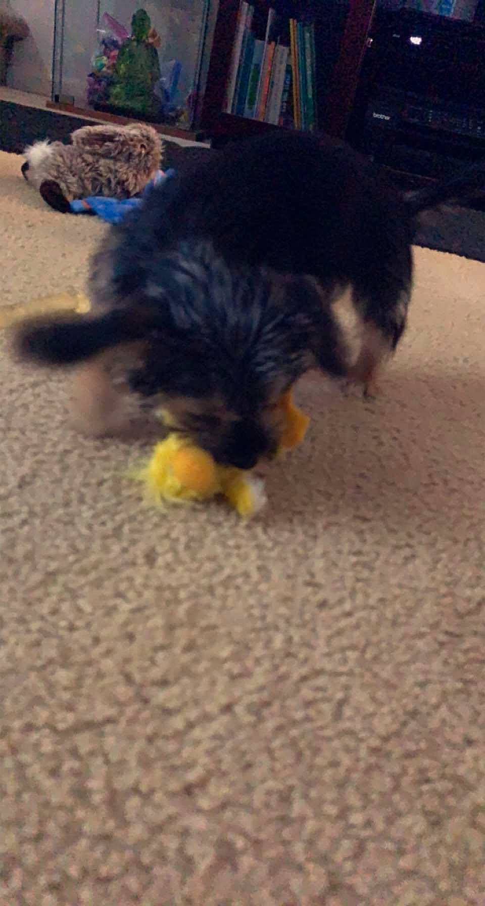 Oreo is registered to the contest to win money with this photo: canidae, carnivore, companion_dog, dog, dog_breed, floor, flooring, puppy, small_terrier, snout, sporting_group, terrier, toy_dog, vertebrate, water_dog, working_animal, working_dog