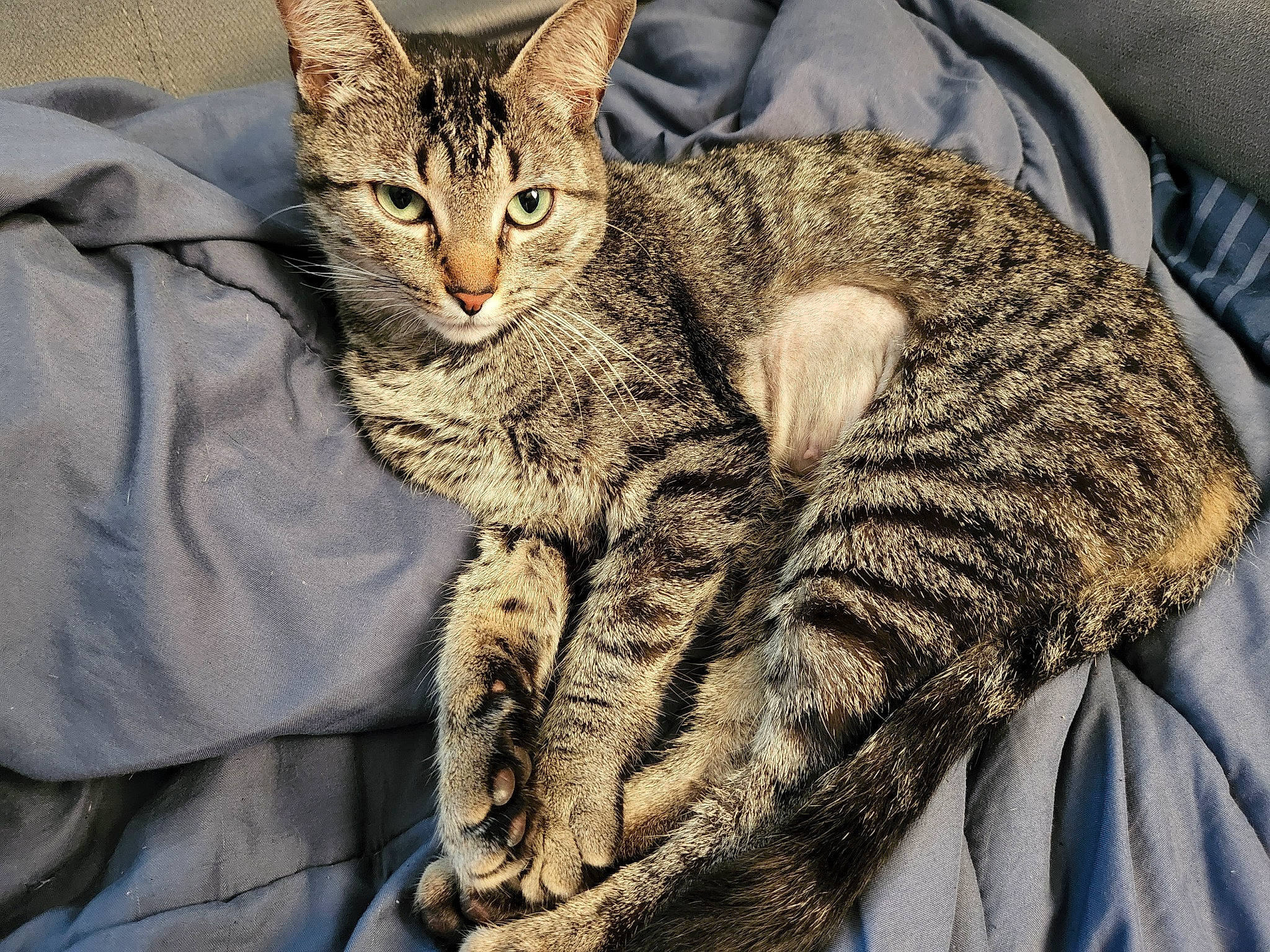 Lexi joined the competition — help win amazing prizes! carnivore, cat, claw, comfort, domestic_short_haired_cat, eye, felidae, fur, nap, pattern, paw, sitting, small_to_medium_sized_cats, snout, tail, terrestrial_animal, whiskers, wildlife