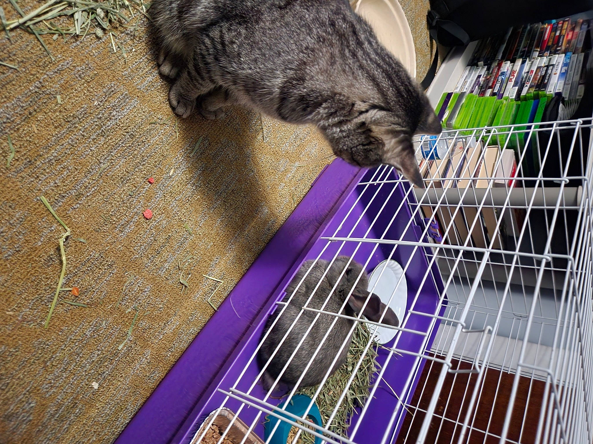 Lexi is registered to the contest to win money with this photo: animal_shelter, cage, cat, domestic_short_haired_cat, electric_blue, felidae, flooring, fur, grass, hamster, magenta, mesh, muroidea, pet_supply, plucked_string_instruments, small_to_medium_sized_cats, soil, tail, vertebrate, whiskers