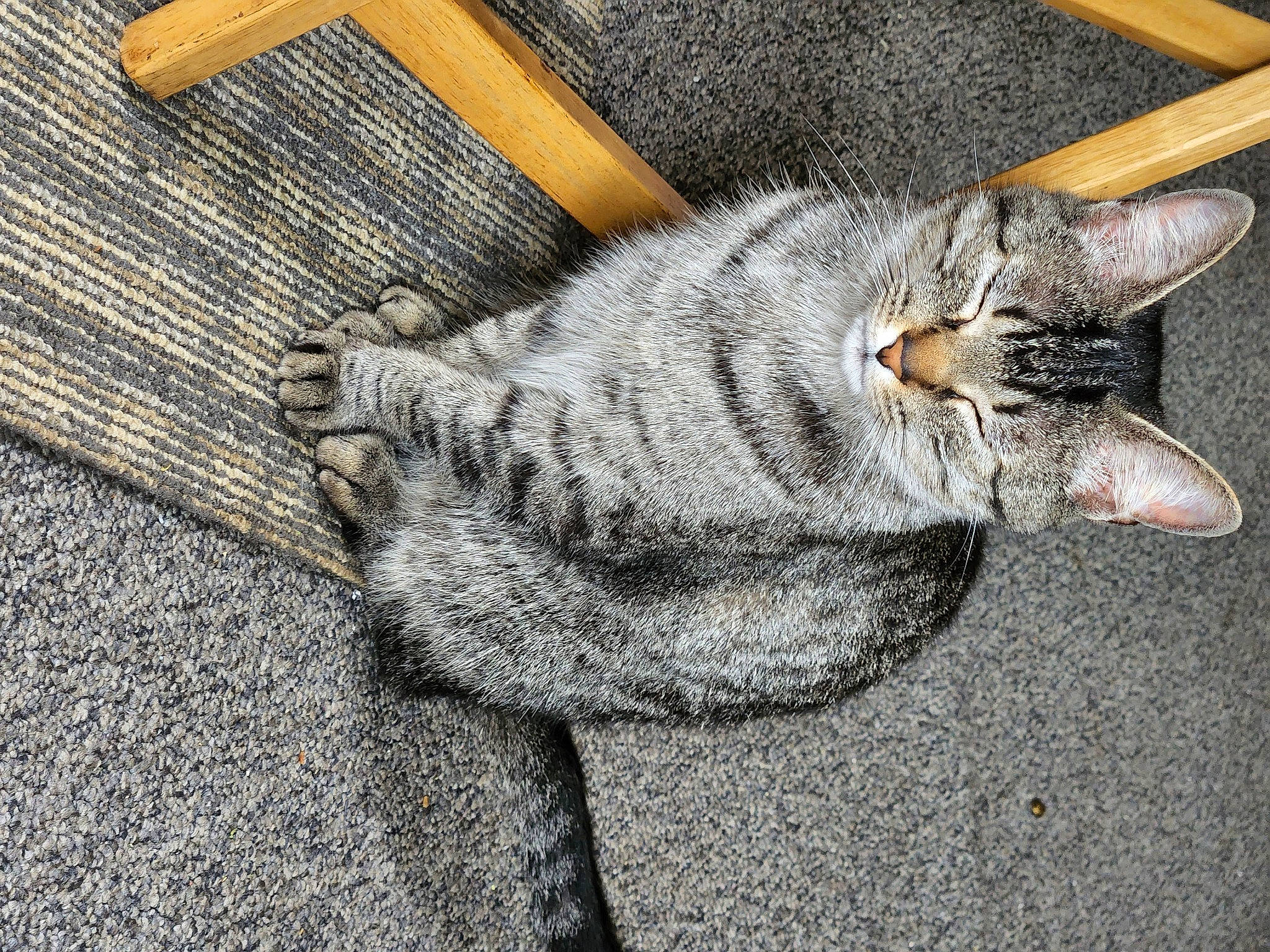 Lexi joined the competition — help win amazing prizes! art, carnivore, cat, denim, domestic_short_haired_cat, fawn, felidae, flooring, fur, gesture, grey, hat, plant, road_surface, small_to_medium_sized_cats, snout, tail, thread, whiskers, wood