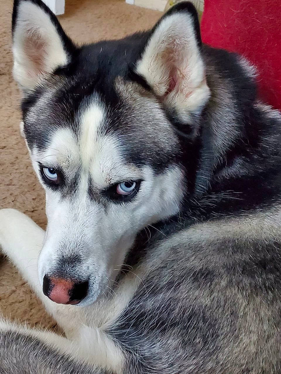 Hermes joined the competition — help win amazing prizes! canis, carnivore, companion_dog, dog, dog_breed, fur, grey, jaw, non_sporting_group, sled_dog, snout, terrestrial_animal, whiskers, wolf, working_animal, working_dog