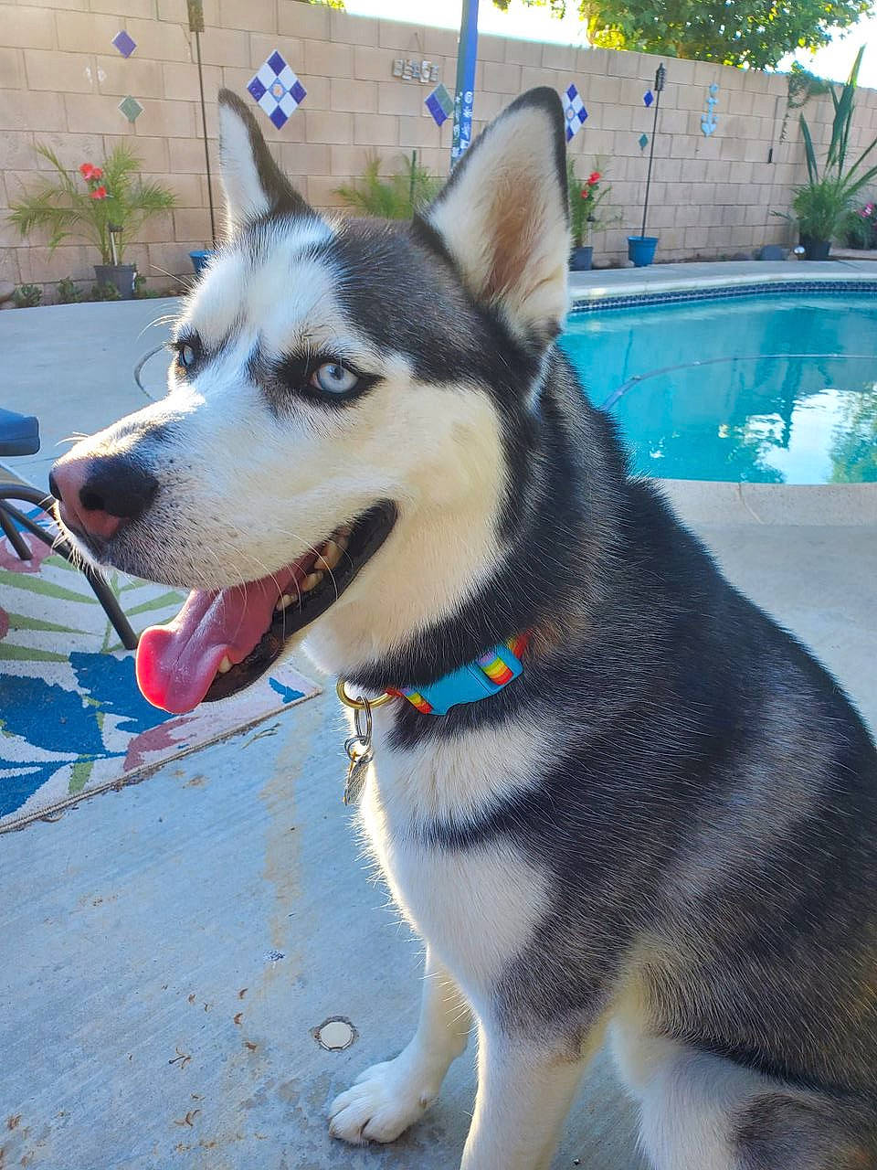 Hermes joined the competition — help win amazing prizes! blue, carnivore, collar, companion_dog, dog, dog_breed, dog_collar, fashion_accessory, fur, leash, pet_supply, plant, siberian_husky, sled_dog, snout, swimming_pool, tree, water, whiskers, working_animal