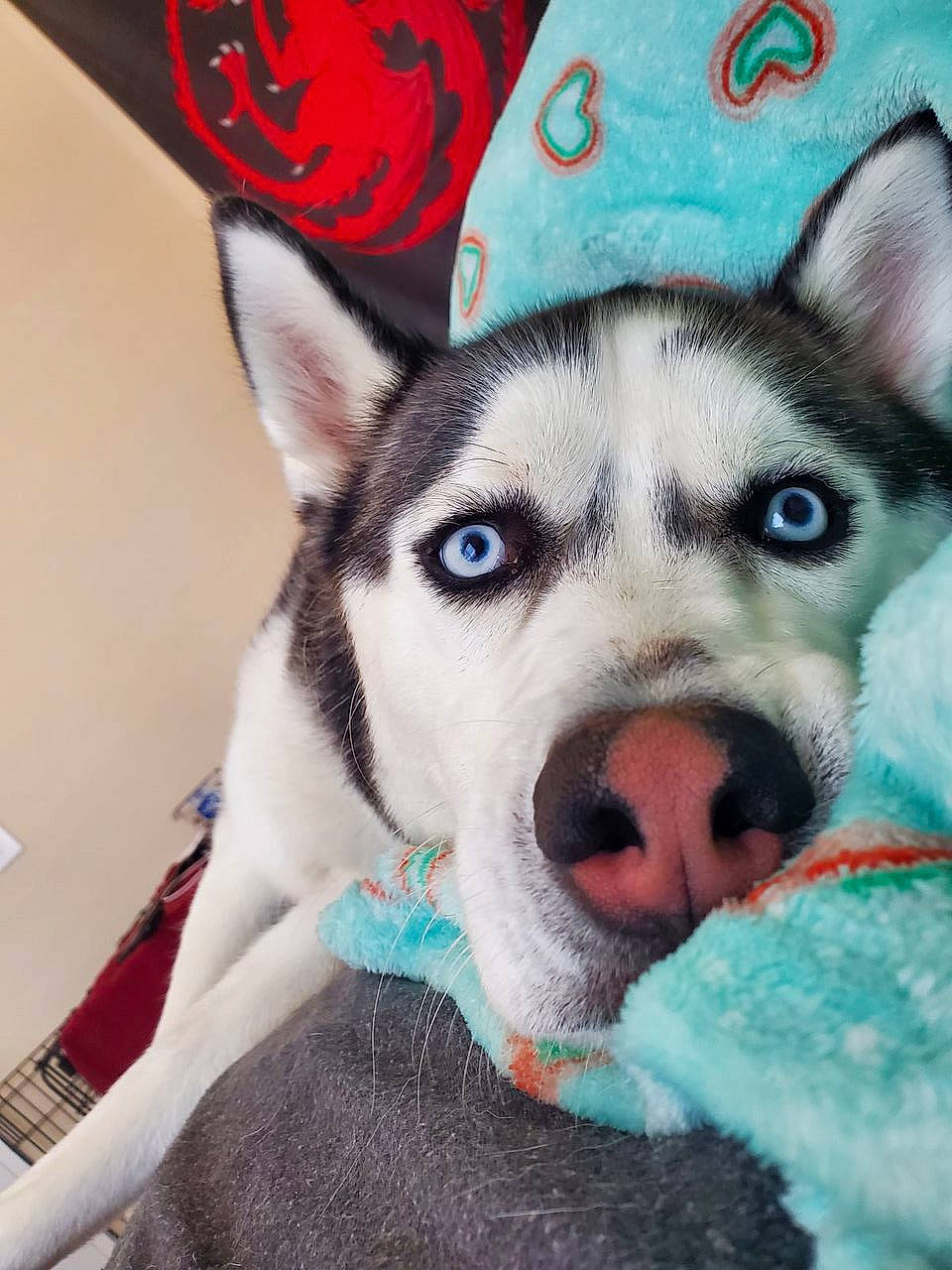 Hermes joined the competition — help win amazing prizes! art, canidae, canis, carnivore, companion_dog, dog, dog_breed, eye, eyelash, fawn, fur, head, jaw, sled_dog, snout, sporting_group, square, whiskers, wolf, working_dog