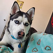 Hermes is registered to the contest to win money with this photo: art, canidae, canis, carnivore, collar, companion_dog, dog, dog_breed, fur, jaw, pattern, siberian_husky, sled_dog, snout, sporting_group, terrestrial_animal, whiskers, wolf, working_animal, working_dog