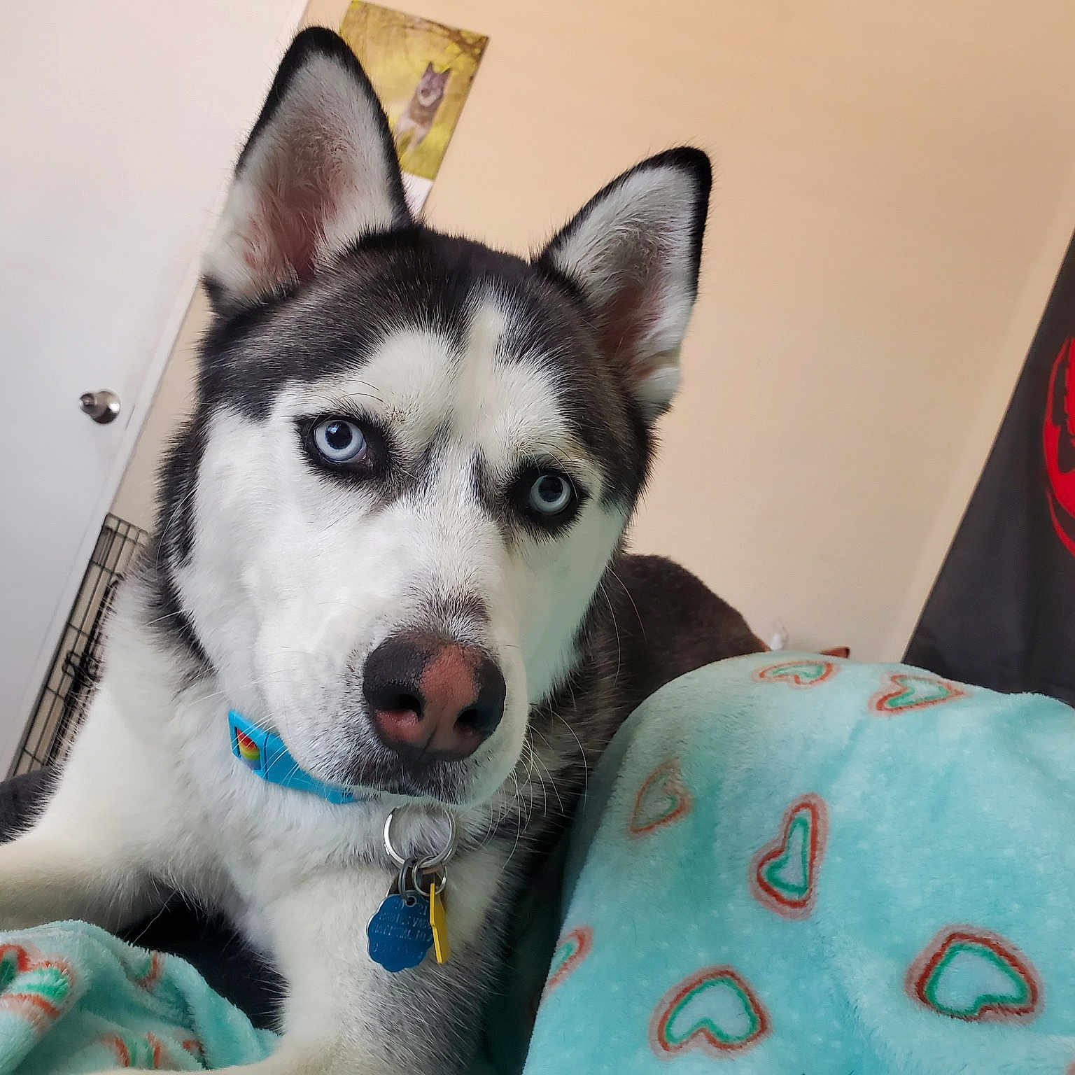 Hermes is registered to the contest to win money with this photo: art, canidae, canis, carnivore, collar, companion_dog, dog, dog_breed, fur, jaw, pattern, siberian_husky, sled_dog, snout, sporting_group, terrestrial_animal, whiskers, wolf, working_animal, working_dog