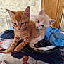 kitten, cat, cute, feline, animal, pet, indoor, cozy, blanket, cuddle, fur, young, playful, resting, adorable, two, closeup, domestic, companionship, soft