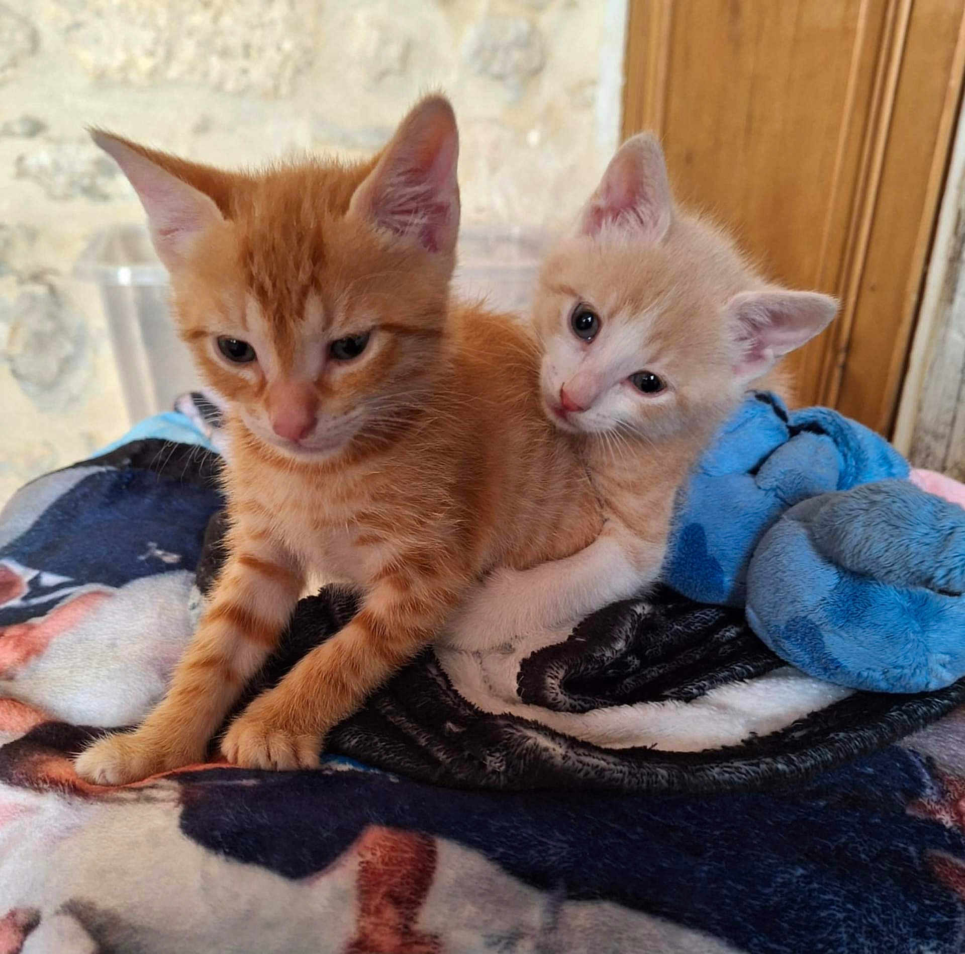 Mufasa Simba