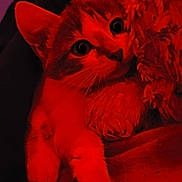 Neige a rejoint le concours — aidez-le/la à gagner de superbes lots ! cat, animal, pet, feline, cute, cozy, blanket, furry, indoor, closeup, paw, whiskers, ears, soft, resting, red_light, curious, wide_eyes, crouching, portrait