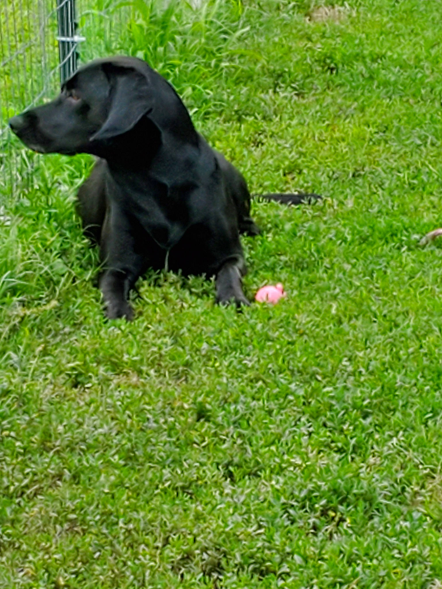 Saphire joined the competition — help win amazing prizes! borador, canidae, carnivore, cocker_spaniel, companion_dog, dog, dog_breed, field_trial, flat_coated_retriever, german_spaniel, grass, hunting_dog, labrador_retriever, mammal, patterdale_terrier, plant, rare_breed_dog, russian_spaniel, sporting_group, vertebrate