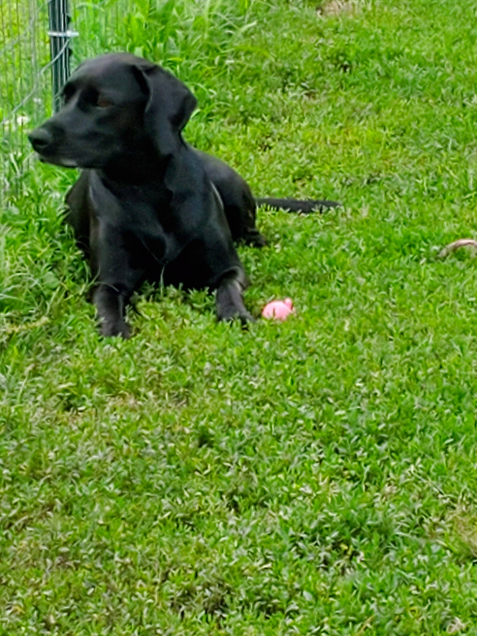 Saphire joined the competition — help win amazing prizes! borador, canidae, carnivore, companion_dog, dog, dog_breed, grass, hunting_dog, labrador_retriever, mammal, patterdale_terrier, puppy, rare_breed_dog, sporting_group, vertebrate