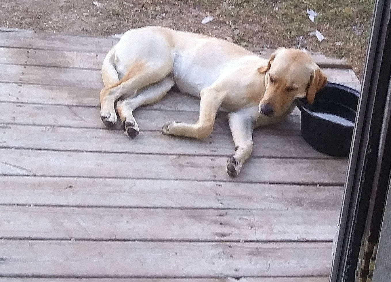 Izzy is registered to the contest to win money with this photo: canidae, carnivore, companion_dog, dog, dog_breed, fawn, labrador_retriever, mammal, pointer, rajapalayam, retriever, snout, sporting_group, tail, vertebrate