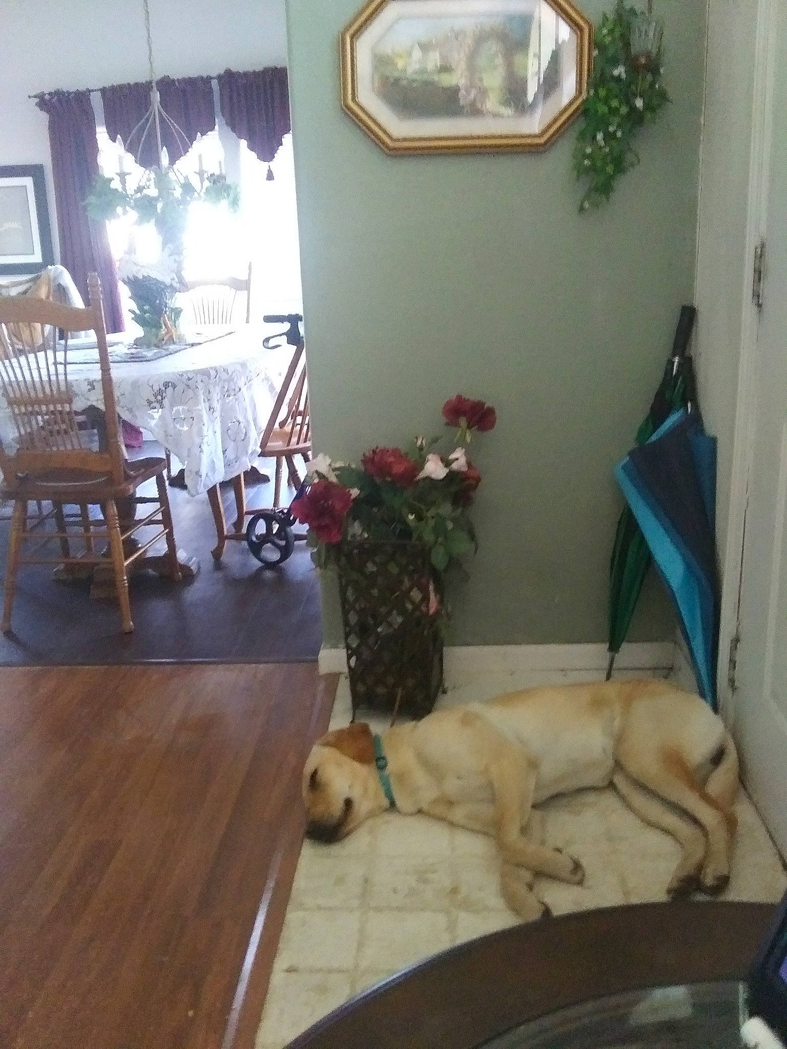 Izzy joined the competition — help win amazing prizes! building, chair, couch, floor, flooring, furniture, hardwood, home, house, interior_design, living_room, property, real_estate, room, table, window