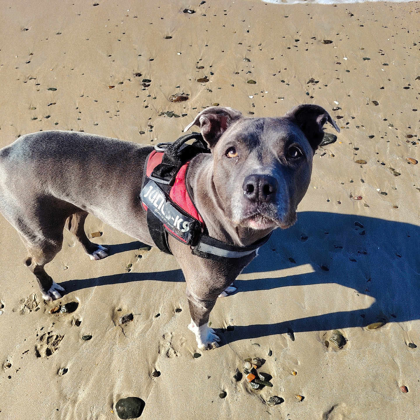 Nala a rejoint le concours — aidez-le/la à gagner de superbes lots ! animal, beach, canine, closeup, curious, daytime, dog, gray_dog, harness, nature, outdoor, paw_prints, pet, rocks, sand, shadow, standing, sunlight, water, waves