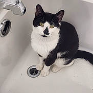 Wyatt is registered to the contest to win money with this photo: cat, black_and_white, bathtub, pet, animal, indoor, curious, sitting, looking_up, feline, whiskers, ears, paws, tail, clean, drain, fixture, white, domestic, companion