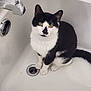 cat, black_and_white, bathtub, pet, animal, indoor, curious, sitting, looking_up, feline, whiskers, ears, paws, tail, clean, drain, fixture, white, domestic, companion