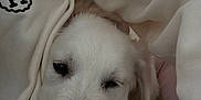 Api a rejoint le concours — aidez-le/la à gagner de superbes lots ! animal, black_nose, blanket, close_up, comfort, cozy, cute, dog, fabric, face, fur, indoor, pet, resting, sleepy, snout, soft, texture, warm, white_dog