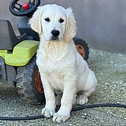 Api participe au concours pour gagner de l'argent avec cette photo : animal, background, black_nose, closeup, curious, cute, dog, fur, garden, gravel, ground, outdoor, pet, plaything, puppy, sitting, toy_tractor, wheel, white_dog, young_dog