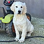 animal, background, black_nose, closeup, curious, cute, dog, fur, garden, gravel, ground, outdoor, pet, plaything, puppy, sitting, toy_tractor, wheel, white_dog, young_dog