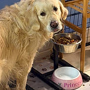 Tessa a rejoint le concours — aidez-le/la à gagner de superbes lots ! dog, golden_retriever, food_bowl, water_bowl, indoor, pet, floor_mat, curious, furniture, kibble, pet_feeding_station, pink, wooden_chair, tile_floor, animal, companion, domestic, mammal, standing, expression