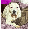 Dodger joined the competition — help win amazing prizes! animal, bed, bedspread, cozy, direct_gaze, dog, eyes, front_view, home, indoors, lying_down, nose, paws, pet, pillow, portrait, purple, relaxed, short_hair, white_dog