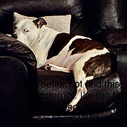 Dodger is registered to the contest to win money with this photo: animal, black_and_white, brown_fur, canine, couch, dog, funny, indoor, leather, living_room, lying_down, meme, pet, portrait, relaxed, sleeping, sofa, spotted, text_overlay, white_fur