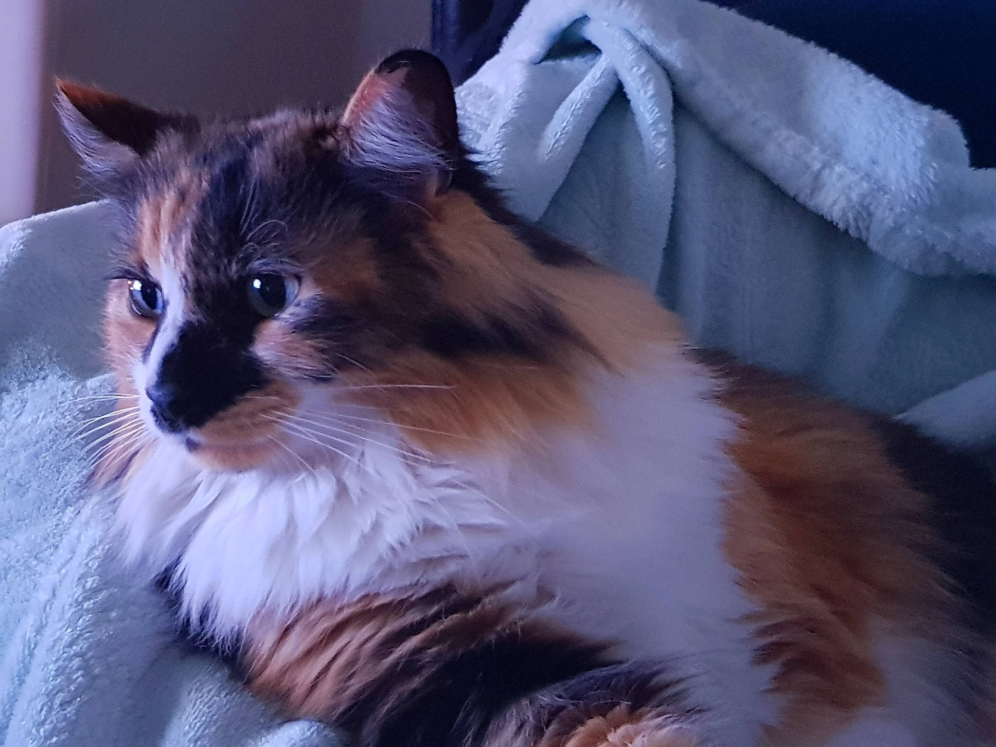 Jasmine participe au concours pour gagner de l'argent avec cette photo : british_longhair, carnivore, cat, felidae, fur, iris, ragdoll, sitting, small_to_medium_sized_cats, snout, tail, terrestrial_animal, whiskers, window