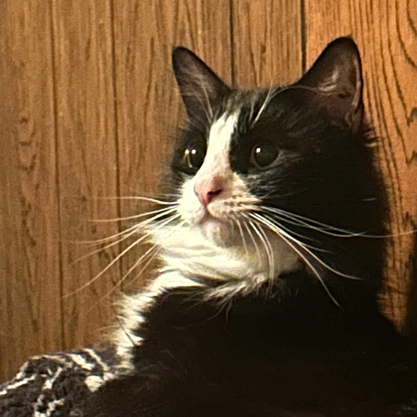 Zeus joined the competition — help win amazing prizes! animal_portrait, black_and_white, blanket, cat, close_up, comfortable, cozy, curious, cute, domestic_animal, feline, fur, indoor, pet, resting, side_view, soft_light, tuxedo_cat, whiskers, wood_paneling