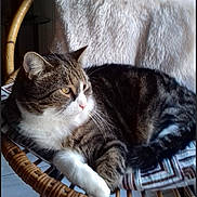 Gucci participe au concours pour gagner de l'argent avec cette photo : cat, tabby_cat, white_paws, wicker_chair, cushion, blanket, indoor, houseplant, furniture, pet, relaxing, fur, striped, resting, cozy, animal, whiskers, ears, floor_tiles, natural_light