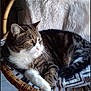 cat, tabby_cat, white_paws, wicker_chair, cushion, blanket, indoor, houseplant, furniture, pet, relaxing, fur, striped, resting, cozy, animal, whiskers, ears, floor_tiles, natural_light