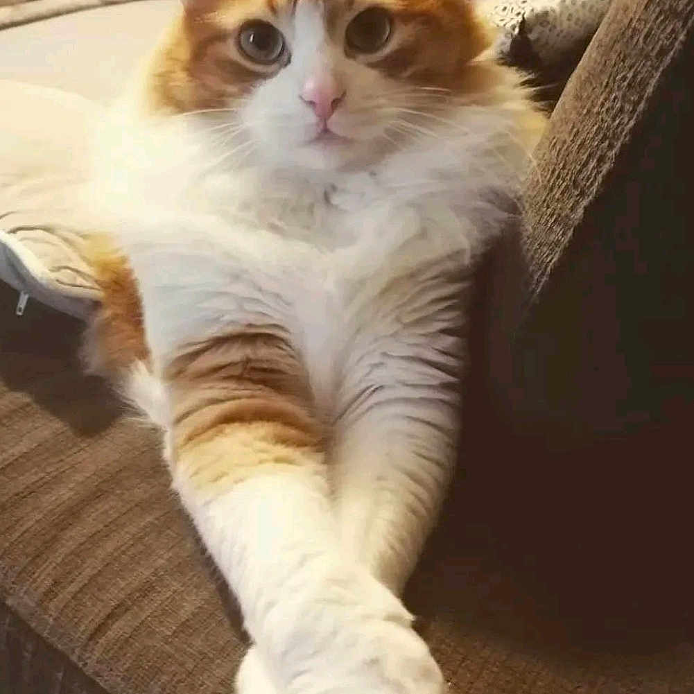 Simba a rejoint le concours — aidez-le/la à gagner de superbes lots ! animal, cat, closeup, couch, cozy, cute, domestic_cat, feline, fluffy, furniture, home, indoor, mammal, orange_cat, paws, pet, portrait, relaxed, resting, white_cat