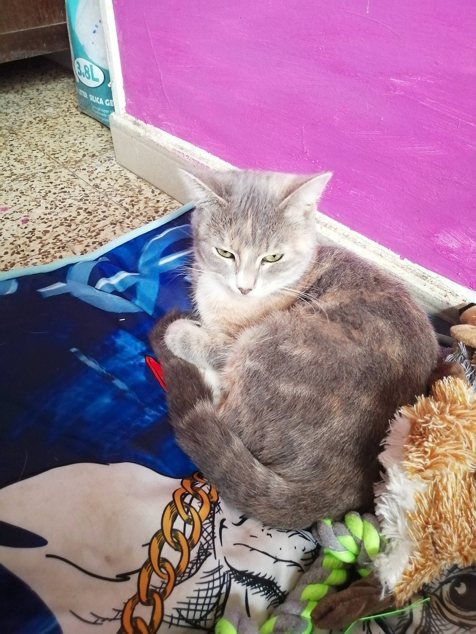 Clochette participe au concours pour gagner de l'argent avec cette photo : american_shorthair, asian, carnivore, cat, domestic_short_haired_cat, european_shorthair, fawn, felidae, fur, kitten, maine_coon, mammal, pixie_bob, small_to_medium_sized_cats, tabby_cat, tail, whiskers